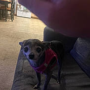 Tiny is registered to the contest to win money with this photo: animal, appliance, blurry, carpet, chair, couch, dog, domestic_animal, floor, furniture, hand, indoor, kitchen, living_room, looking_up, pet, pink_harness, shadow, small_dog, table