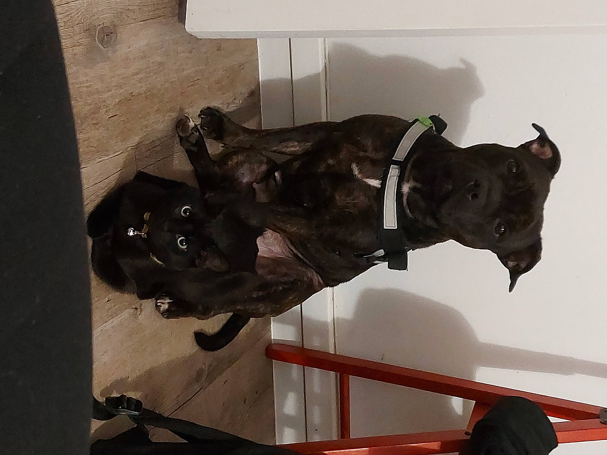 Princesse a rejoint le concours — aidez-le/la à gagner de superbes lots ! canidae, carnivore, collar, dog, dog_breed, dog_collar, felidae, guard_dog, leash, non_sporting_group, personal_protective_equipment, pet_supply, room, sculpture, small_to_medium_sized_cats, snout, sporting_group, tail, whiskers, working_animal