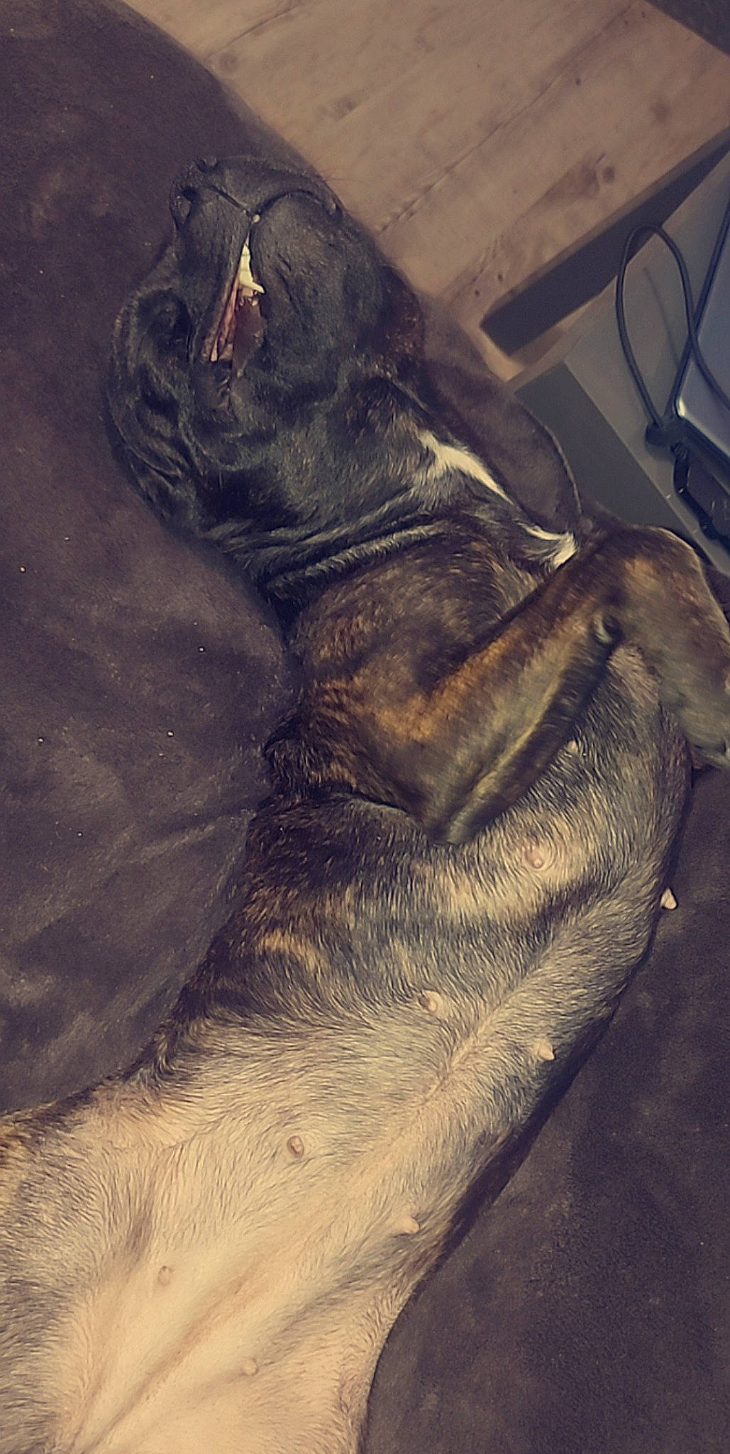 Princesse participe au concours pour gagner de l'argent avec cette photo : canidae, carnivore, comfort, companion_dog, dog, dog_breed, fawn, foot, fur, grey, guard_dog, liver, natural_material, paw, snout, sporting_group, tail, visual_arts, whiskers, working_animal