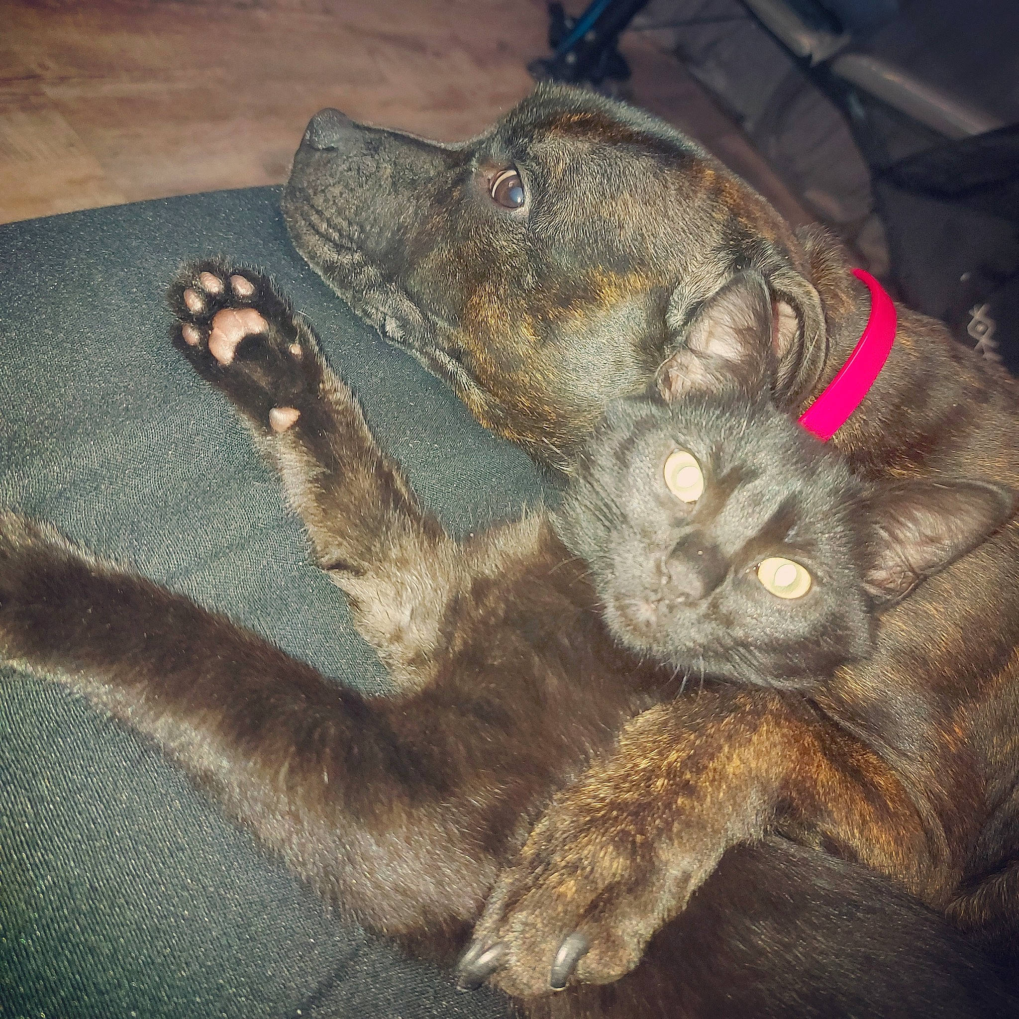 Princesse a rejoint le concours — aidez-le/la à gagner de superbes lots ! canidae, carnivore, claw, companion_dog, dog, dog_breed, ear, fawn, foot, fur, gesture, liver, paw, snout, sporting_group, tail, terrestrial_animal, toe, whiskers, working_animal