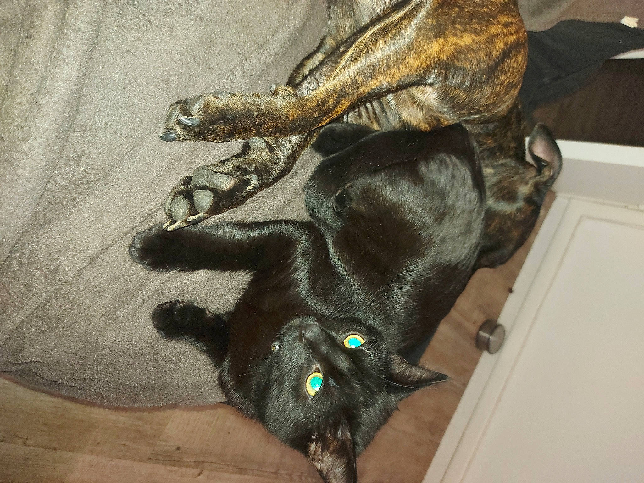 Arrow a rejoint le concours — aidez-le/la à gagner de superbes lots ! black_cat, canidae, carnivore, claw, dog_breed, domestic_short_haired_cat, fawn, felidae, foot, fur, gesture, human_leg, metal, paw, small_to_medium_sized_cats, snout, sporting_group, tail, thigh, whiskers