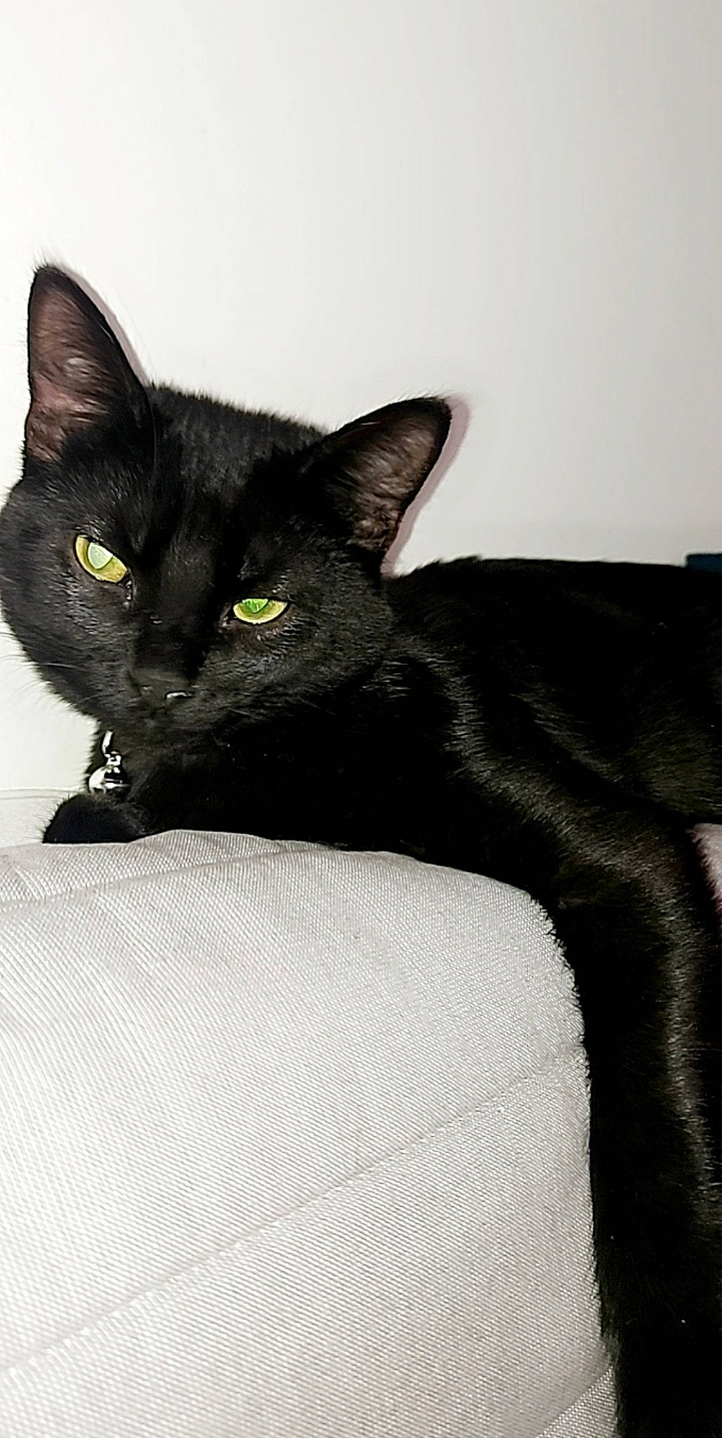 Arrow participe au concours pour gagner de l'argent avec cette photo : black_cat, bombay, carnivore, cat, comfort, domestic_short_haired_cat, eye, felidae, fur, grey, havana_brown, small_to_medium_sized_cats, snout, tail, terrestrial_animal, whiskers