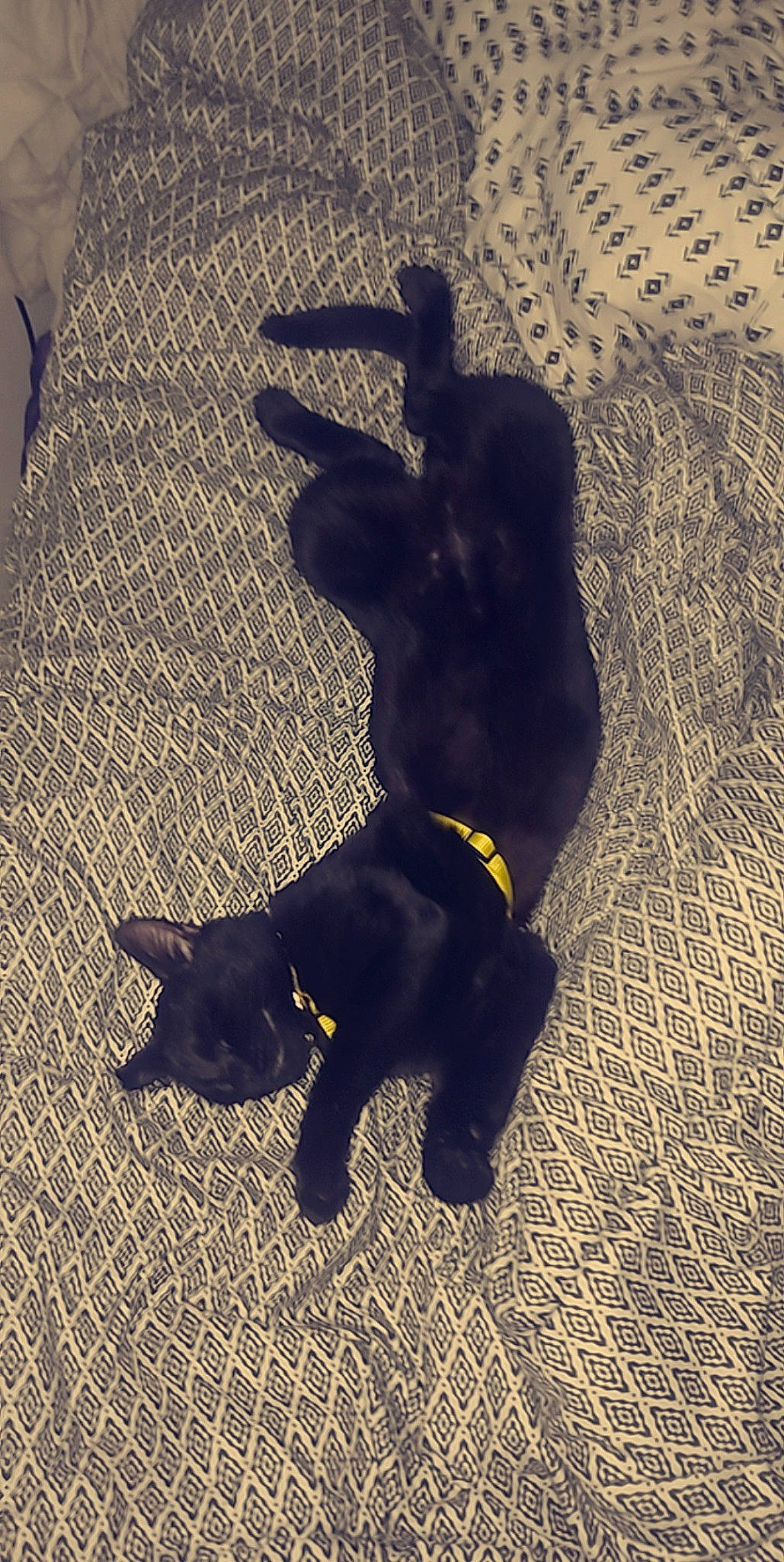 Arrow participe au concours pour gagner de l'argent avec cette photo : art, canidae, carnivore, companion_dog, dog, dog_breed, felidae, flooring, fur, guard_dog, hat, pattern, shadow, small_to_medium_sized_cats, snout, sporting_group, tail, terrestrial_animal, tints_and_shades, working_animal