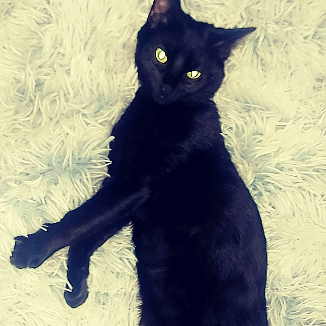 Arrow participe au concours pour gagner de l'argent avec cette photo : art, black_cat, bombay, carnivore, cat, domestic_short_haired_cat, electric_blue, eye, felidae, fur, gesture, illustration, iris, shadow, sleeve, small_to_medium_sized_cats, snout, tail, terrestrial_animal, whiskers