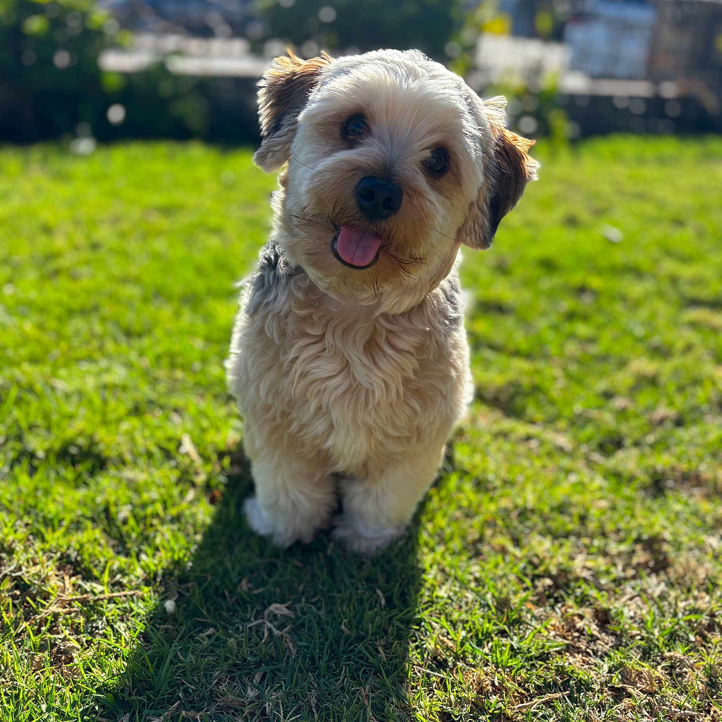 Bear is registered to the contest to win money with this photo: animal, background_blur, canine, cute, daylight, dog, fluffy, fur, grass, greenery, happy, head_tilt, nature, outdoor, pet, playful, shadow, small_dog, sunlight, tongue_out