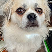 Sophie is registered to the contest to win money with this photo: dog, close_up, fluffy, brown_eyes, black_nose, whiskers, pet, cute, indoor, fur, portrait, animal, mammal, looking, face, adorable, companion, domestic_animal, furry, expression