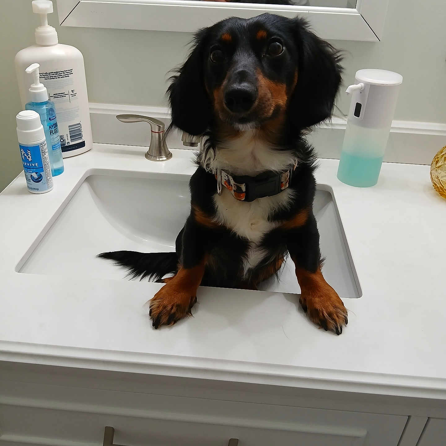 Daniel joined the competition — help win amazing prizes! bathroom, black_dog, brown_dog, cabinet, clean, collar, countertop, curious, dog, fur, indoor, lotion_bottle, mirror, person_reflection, pet, photography, reflection, sink, soap_dispenser, white_countertop