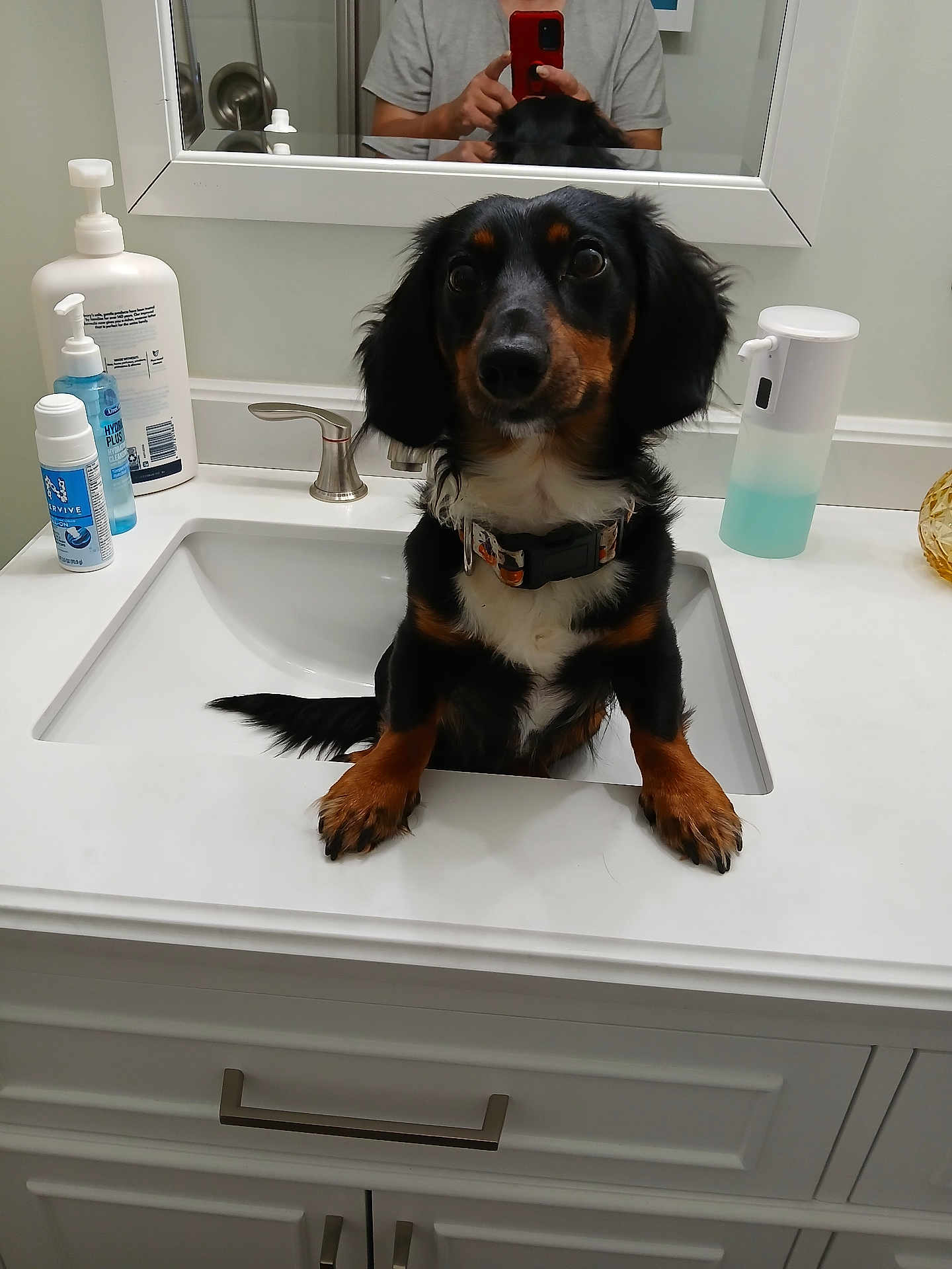 Daniel joined the competition — help win amazing prizes! dog, sink, bathroom, mirror, person_reflection, countertop, soap_dispenser, lotion_bottle, black_dog, brown_dog, pet, collar, fur, curious, indoor, clean, white_countertop, cabinet, photography, reflection