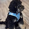 adorable, animal, black_dog, blue_harness, canine, companion, curious, dog, domestic_animal, fluffy, fur, indoor, pet, puppy, side_view, sitting, small_dog, tan_paws, wooden_floor, young_dog