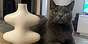 Kimi a rejoint le concours — aidez-le/la à gagner de superbes lots ! cat, gray_cat, vase, table, burlap, runner, indoor, living_room, furniture, decor, pet, animal, domestic_cat, relaxed, portrait, household, television, modern, artistic_vase, cozy