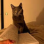 cat, gray_cat, pet, indoor, bed, book, reading, hand, cozy, warm_lighting, shadow, curious, feline, animal, relaxation, soft_texture, intimate, attention, companion, quiet