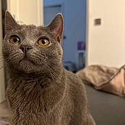 Kimi participe au concours pour gagner de l'argent avec cette photo : cat, gray_cat, pet, indoor, close_up, fur, whiskers, amber_eyes, curious, portrait, animal, feline, soft_texture, domestic_cat, cute, mammal, looking, focused, cozy, blurred_background