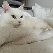 Chipi a rejoint le concours — aidez-le/la à gagner de superbes lots ! cat, white_cat, fluffy, pet, indoor, cozy, blanket, soft, relaxed, feline, animal, fur, laying, home, pillow, cat_tree, closeup, whiskers, ears, resting