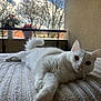 cat, white_cat, pet, animal, indoor, blanket, texture, paw, fur, relaxed, curious, balcony, plants, pot, railing, sky, clouds, daylight, closeup, portrait