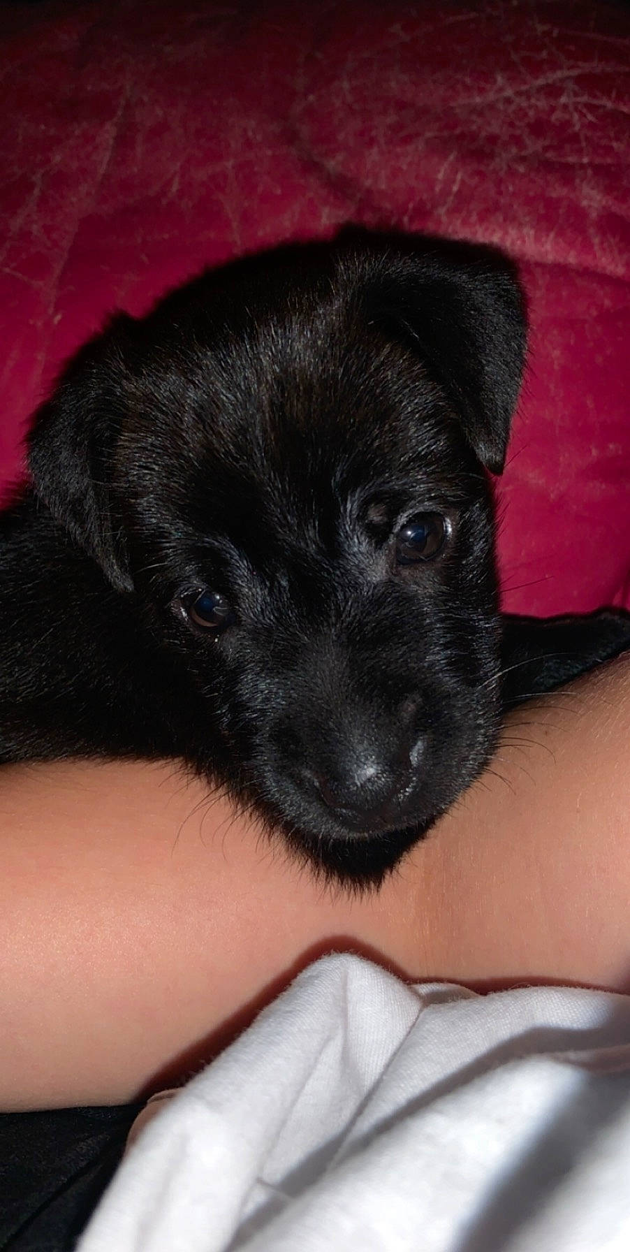 Raven participe au concours pour gagner de l'argent avec cette photo : borador, canidae, carnivore, dog, dog_breed, mammal, patterdale_terrier, puppy, rare_breed_dog, snout, sporting_group, vertebrate