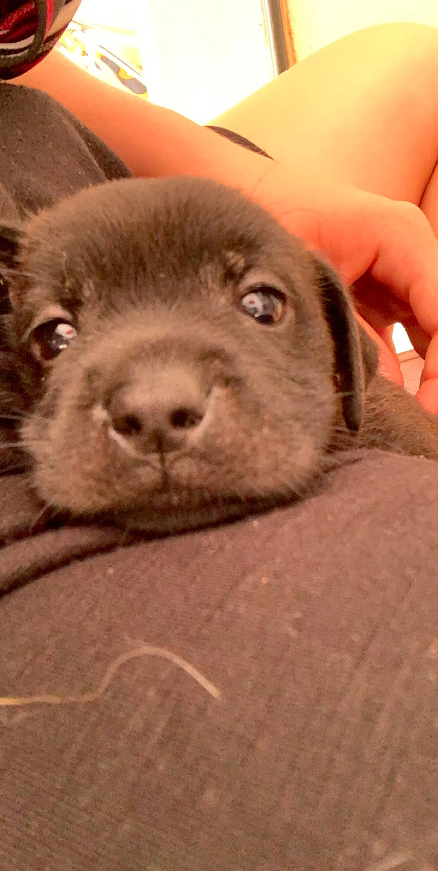 Raven a rejoint le concours — aidez-le/la à gagner de superbes lots ! canidae, carnivore, companion_dog, dog, dog_breed, fawn, labrador_retriever, mammal, nose, puppy, retriever, snout, sporting_group, whiskers