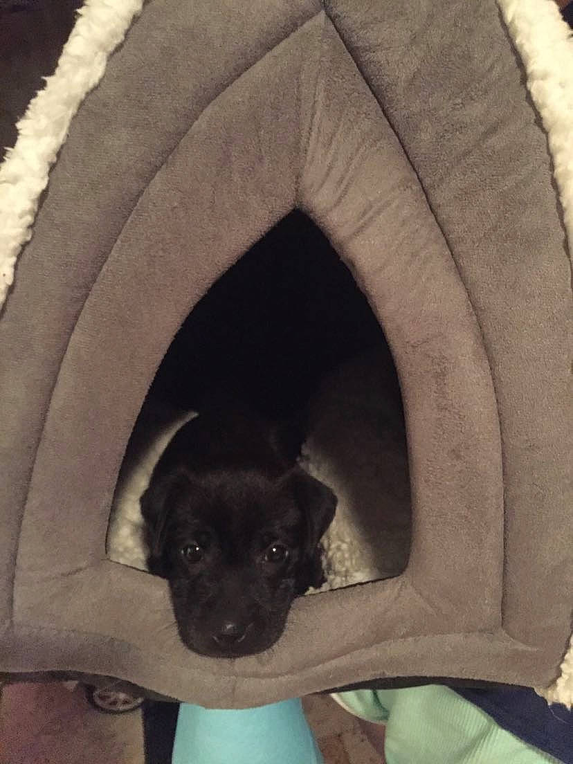 Raven a rejoint le concours — aidez-le/la à gagner de superbes lots ! canidae, carnivore, companion_dog, dog, dog_breed, fawn, fur, puppy, snout, sporting_group, tail