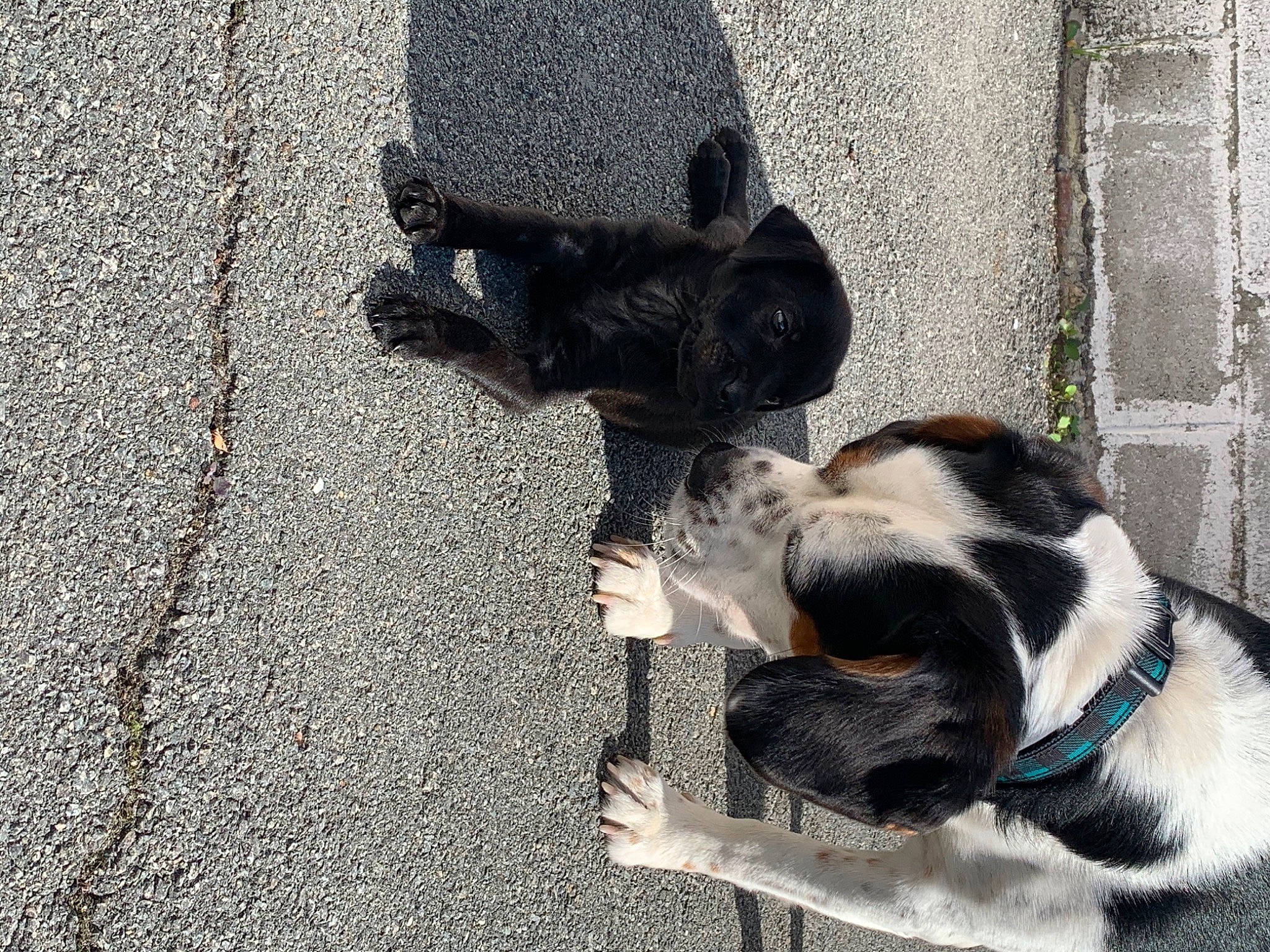 Raven participe au concours pour gagner de l'argent avec cette photo : canidae, carnivore, companion_dog, dog, dog_breed, pug, puppy, snout, sporting_group