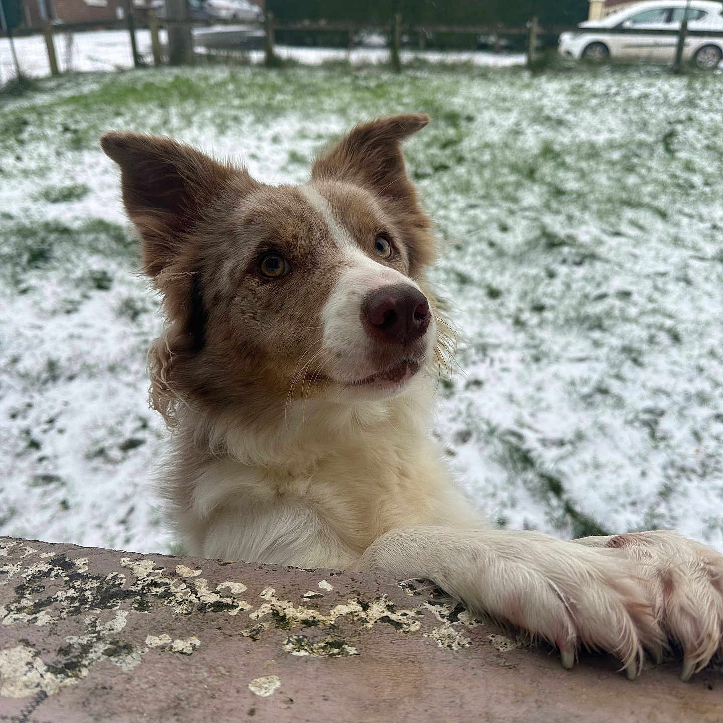 Uma a rejoint le concours — aidez-le/la à gagner de superbes lots ! animal, architecture, brick, building, canine, car, city, dog, grass, nature, neighborhood, outdoors, pet, plant, puppy, roadsign, shelter, sign, transportation, vehicle