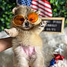 Martini is registered to the contest to win money with this photo: puppy, dog, sunglasses, orange_glasses, patriotic, american_flag, stars, red_white_blue, cute, fluffy, hand_holding, blurred_background, indoor, decorations, celebration, small_dog, fur, pet, adorable, portrait