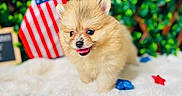 Martini joined the competition — help win amazing prizes! puppy, dog, fluffy, tongue_out, playful, white_blanket, red_stars, blue_stars, white_star, american_flag, green_leaves, background, cute, pet, small_dog, indoor, decorations, patriotic, soft_texture, closeup