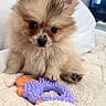 Martini is registered to the contest to win money with this photo: puppy, dog, toy, blanket, fur, cute, pet, indoor, cozy, small, fluffy, brown, white, soft, animal, face, paw, curious, home, closeup