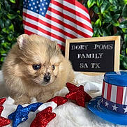 Martini is registered to the contest to win money with this photo: puppy, pomeranian, dog, american_flag, hat, stars, glitter, patriotic, fur, cute, pet, portrait, decor, greenery, sign, indoor, white_fabric, closeup, animal, adorable