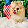 puppy, dog, fluffy, tongue_out, close_up, american_flag, greenery, blurred_background, soft_texture, cute, small_dog, pet, adorable, fur, animal, young, indoor, portrait, canine, playful