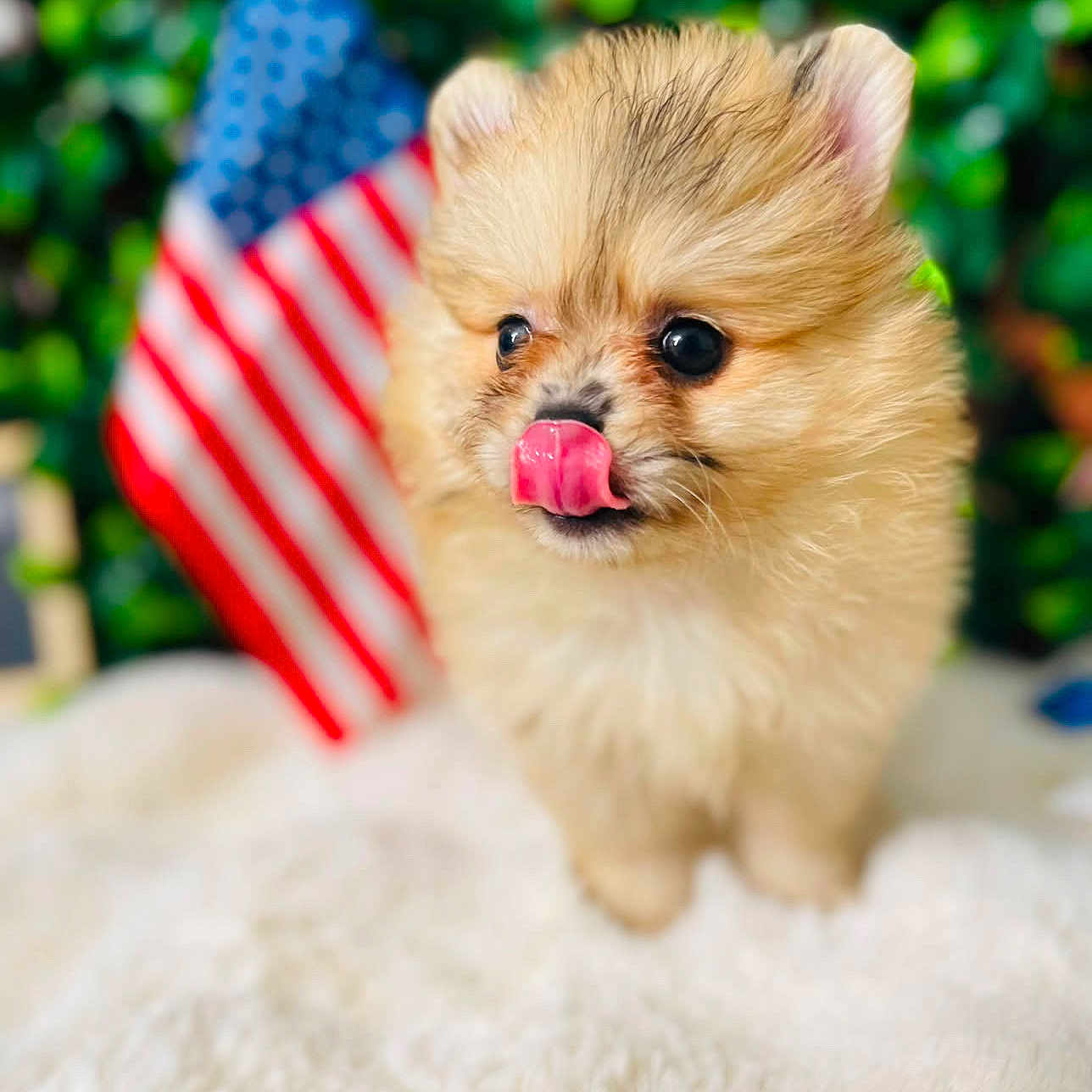 Martini joined the competition — help win amazing prizes! puppy, dog, fluffy, tongue_out, close_up, american_flag, greenery, blurred_background, soft_texture, cute, small_dog, pet, adorable, fur, animal, young, indoor, portrait, canine, playful