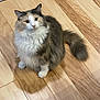 cat, fluffy, wooden_floor, pet, animal, indoor, curious, sitting, fur, whiskers, tail, ears, eyes, domestic_cat, cute, feline, mammal, calm, companion, adorable