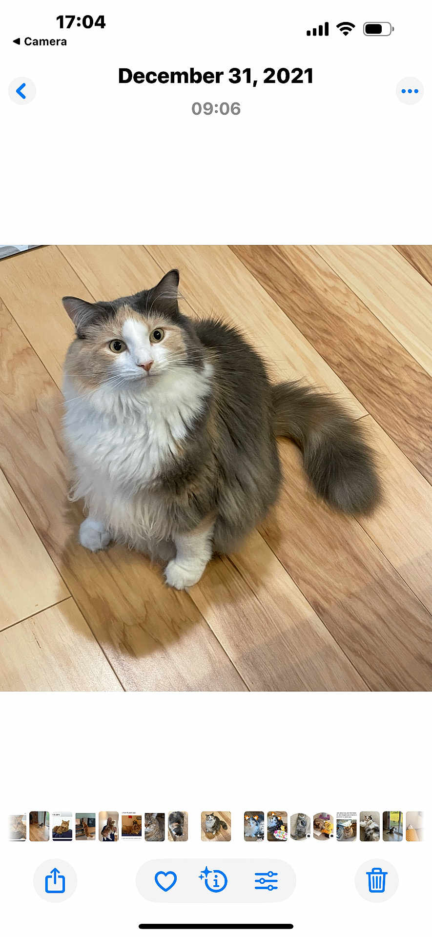 Niko is registered to the contest to win money with this photo: cat, fluffy, wooden_floor, pet, animal, indoor, curious, sitting, fur, whiskers, tail, ears, eyes, domestic_cat, cute, feline, mammal, calm, companion, adorable