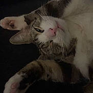 Kirby joined the competition — help win amazing prizes! cat, tabby, pet, animal, sleeping, stretching, paw, whiskers, feline, cute, relaxed, domestic, fur, pink_nose, indoor, cozy, resting, closeup, laying, soft