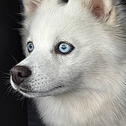 Vanille participe au concours pour gagner de l'argent avec cette photo : animal, blue_eyes, canine, close_up, dark_background, dog, ears, fluffy_fur, fur_texture, indoor, looking_away, pet, portrait, sharp_focus, side_profile, snout, soft_light, thoughtful, whiskers, white_dog
