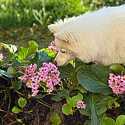 Vanille participe au concours pour gagner de l'argent avec cette photo : dog, white_fur, flower, pink_flower, green_leaf, garden, outdoor, sunlight, nature, plant, sniffing, pet, closeup, animal, flora, daylight, curious, spring, canine, bush