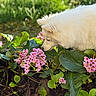 dog, white_fur, flower, pink_flower, green_leaf, garden, outdoor, sunlight, nature, plant, sniffing, pet, closeup, animal, flora, daylight, curious, spring, canine, bush