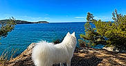 Vanille participe au concours pour gagner de l'argent avec cette photo : blue_sky, canine, daytime, dog, fluffy, greenery, landscape, nature, ocean, outdoor, pet, rocks, scenic_view, sea, shore, sky, sunlight, trees, water, white_dog