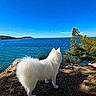 Vanille participe au concours pour gagner de l'argent avec cette photo : dog, white_dog, fluffy, sea, ocean, shore, rocks, trees, greenery, landscape, outdoor, nature, sky, blue_sky, water, sunlight, daytime, pet, canine, scenic_view