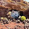 Vanille a rejoint le concours — aidez-le/la à gagner de superbes lots ! dog, white_dog, blue_eyes, tennis_ball, rock, cave, outdoor, nature, sunlight, playful, pet, animal, fur, snout, ground, stone, landscape, adventure, eye, curious