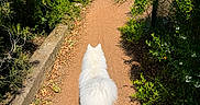 Vanille a rejoint le concours — aidez-le/la à gagner de superbes lots ! dog, white_dog, walking, path, dirt_path, greenery, bushes, trees, nature, outdoor, sunlight, shadow, pet, canine, fluffy, alone, back_view, daytime, leisure, scenic