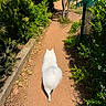 dog, white_dog, walking, path, dirt_path, greenery, bushes, trees, nature, outdoor, sunlight, shadow, pet, canine, fluffy, alone, back_view, daytime, leisure, scenic