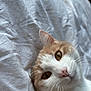 Mina participe au concours pour gagner de l'argent avec cette photo : cat, feline, domestic_cat, ginger_cat, orange_fur, white_fur, whiskers, yellow_eyes, pink_nose, close_up, portrait, bedding, blanket, cozy, indoor, relaxed, bed, soft_texture, ears, cute
