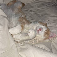 Mina a rejoint le concours — aidez-le/la à gagner de superbes lots ! cat, sleeping_cat, bed, blanket, white_blanket, orange_and_white, pet, indoor, cozy, paws, whiskers, pink_nose, fur, duvet, sleeping, relaxed, domestic_cat, bedroom, soft_lighting, closeup