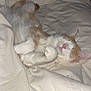 cat, sleeping_cat, bed, blanket, white_blanket, orange_and_white, pet, indoor, cozy, paws, whiskers, pink_nose, fur, duvet, sleeping, relaxed, domestic_cat, bedroom, soft_lighting, closeup