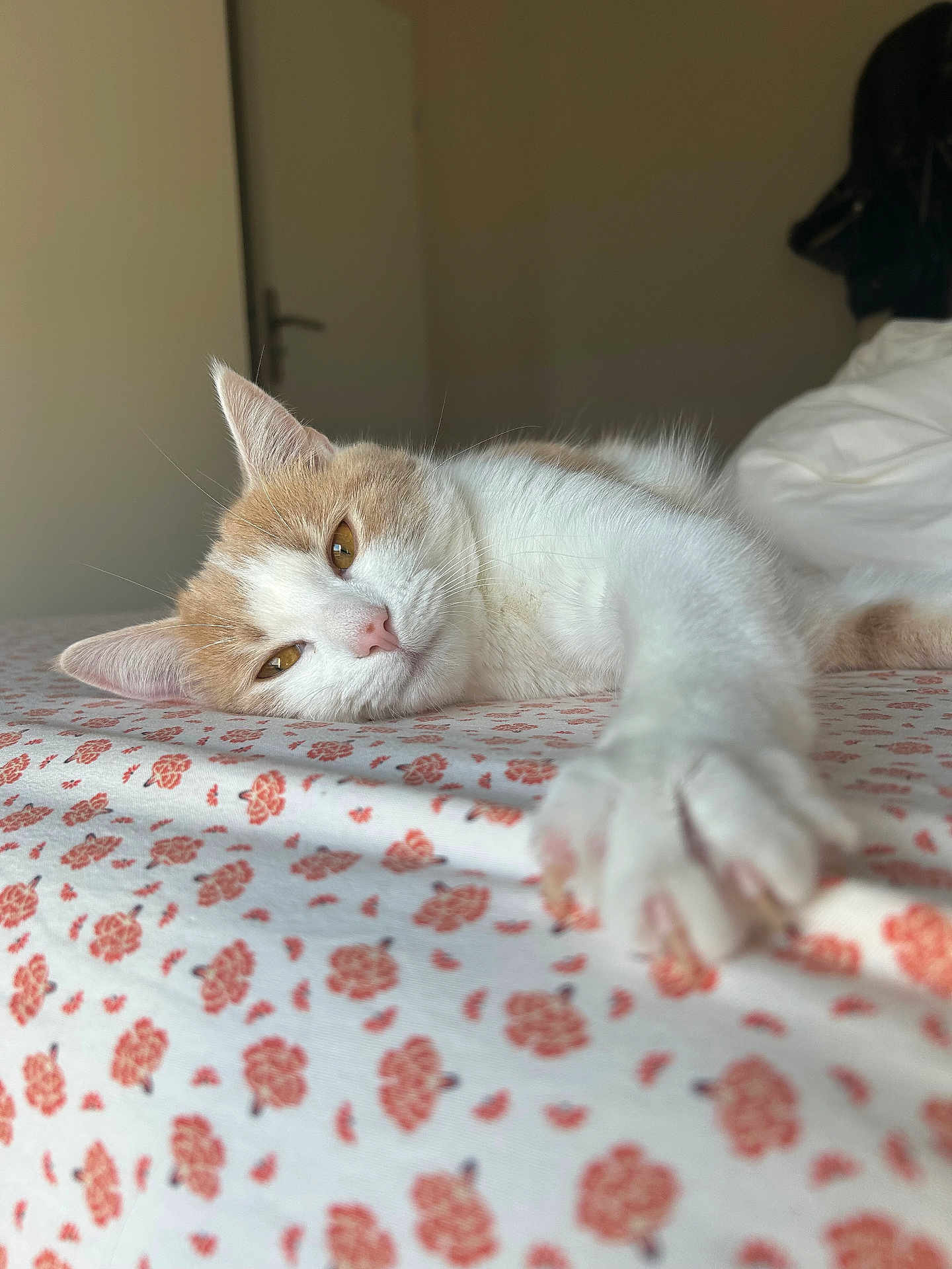Mina participe au concours pour gagner de l'argent avec cette photo : cat, feline, pet, bed, bedding, floral_sheet, paw, pink_nose, sleepy, relaxed, indoor, bedroom, close_up, whiskers, ear, portrait, white_fur, orange_fur, domestic_cat, sunlight