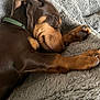 Arsouille a rejoint le concours — aidez-le/la à gagner de superbes lots ! dog, dachshund, puppy, sleeping, blanket, paw, nose, collar, fur, indoor, cozy, close_up, portrait, pet, animal, whiskers, nails, claws, resting, soft_texture