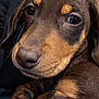 Arsouille a rejoint le concours — aidez-le/la à gagner de superbes lots ! dog, puppy, dachshund, close_up, portrait, eyes, nose, paw, fur, brown, tan_markings, whiskers, pet, domestic_animal, cozy, jacket, zipper, texture, indoor, adorable