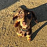 attentive, brown_coat, collar, cute, dachshund, dirt_ground, dog, expressive_eyes, floppy_ears, footprints, looking_up, outdoor, paws, pet, portrait, puppy, shadow, sitting, small_dog, sunlight