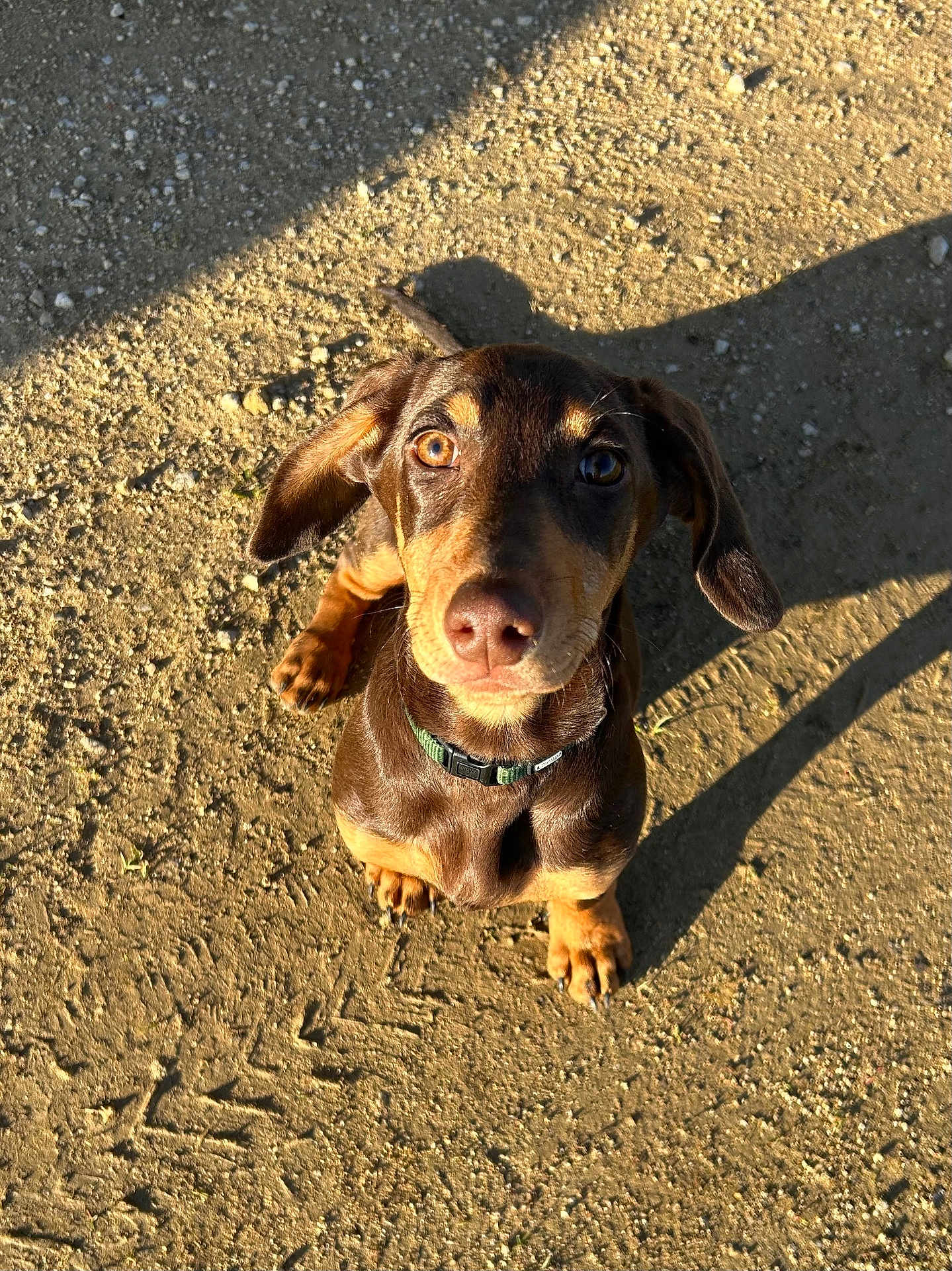 Arsouille a rejoint le concours — aidez-le/la à gagner de superbes lots ! dog, puppy, dachshund, brown_coat, looking_up, floppy_ears, collar, paws, cute, outdoor, sunlight, shadow, dirt_ground, footprints, portrait, small_dog, attentive, expressive_eyes, sitting, pet