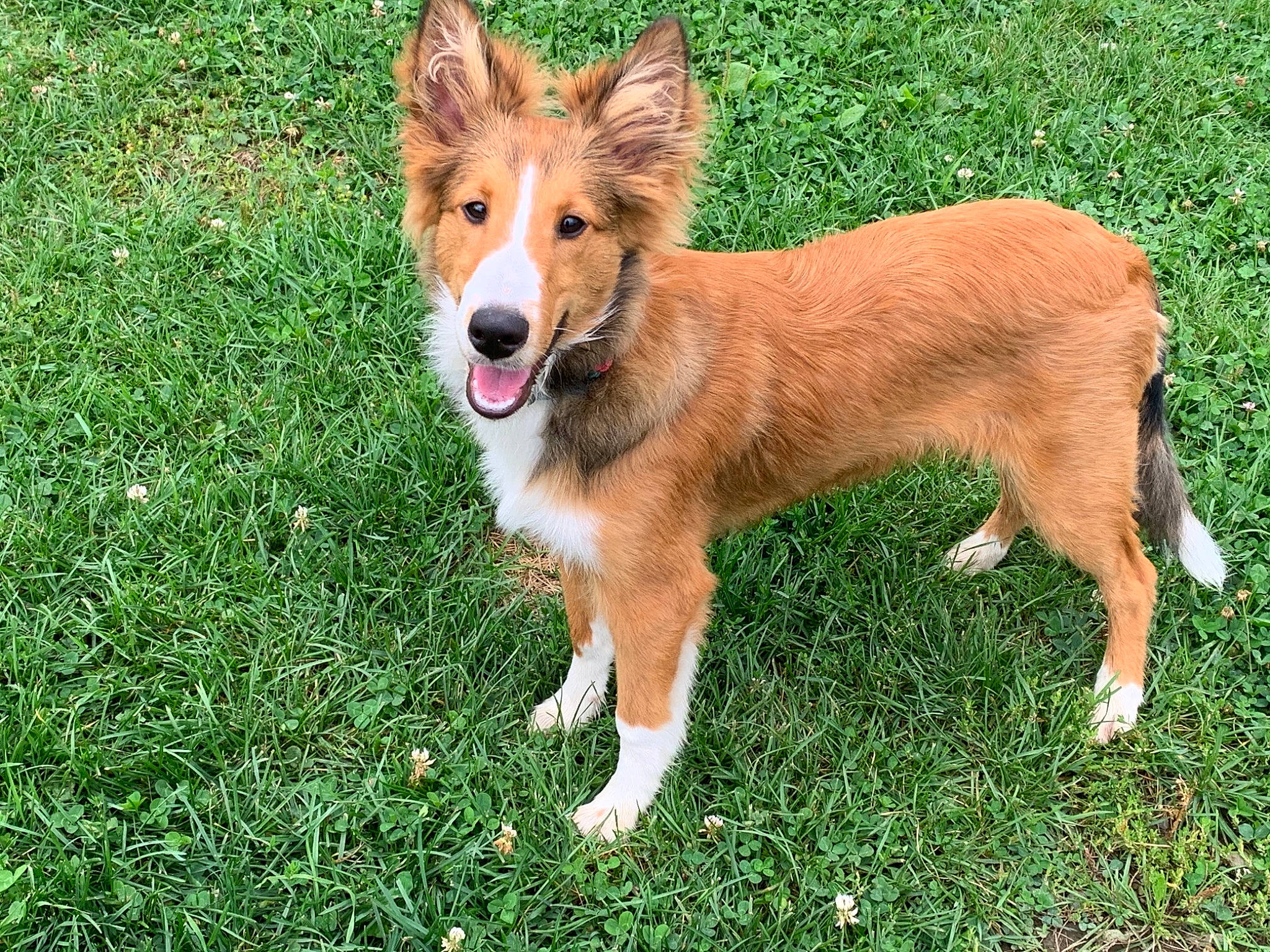 Wylie joined the competition — help win amazing prizes! australian_collie, basque_shepherd_dog, canidae, carnivore, collie, companion_dog, dog, dog_breed, fawn, grass, icelandic_sheepdog, mammal, rough_collie, scotch_collie, shetland_sheepdog, sporting_group, vertebrate, welsh_sheepdog