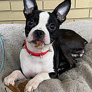 Sugar is registered to the contest to win money with this photo: animal, architecture, bostonbull, boxer, building, bulldog, canine, dog, frenchbulldog, hound, pet, pitbull, puppy, snout, wall
